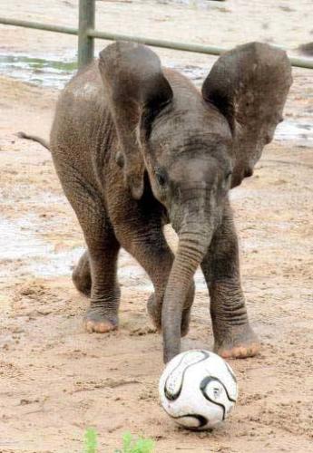 Elephant playing with a ball - A cute baby Elephant playing with a Ball. He looks like he is having a good time! Elephant playing with a ball - A cute baby Elephant playing with a Ball. He looks like he is having a good time!