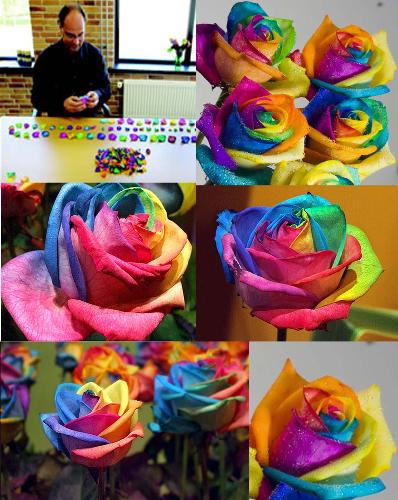 Rainbow roses - Before one month I have an email from an a friend of mine it was some lovely photos about Rainbow Roses, I love the photos and like to share it here for all of you.