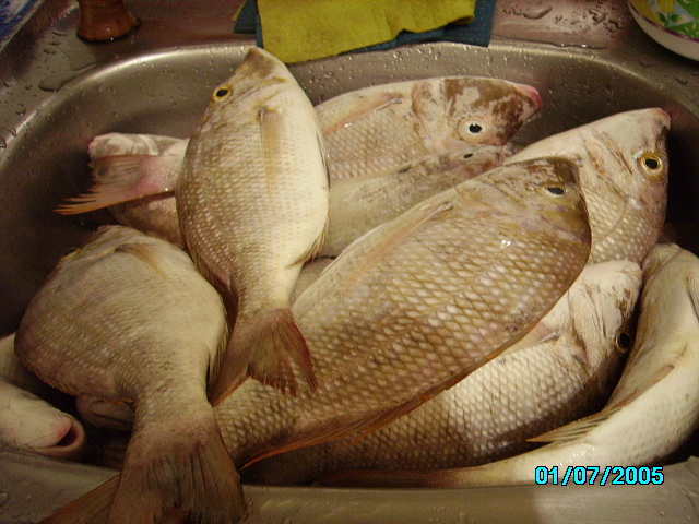Fish to cook - This is was catch by my husband, he love fishing but never sale the fish,we eat our fish, that's why we have fresh fish most of the time.