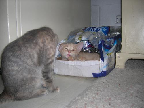 kittens, cats, furry felines, pets, animals, furry - kittens, cats, furry felines, pets, animals, furry friends
