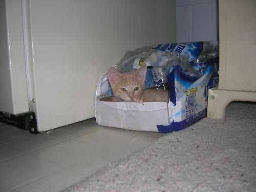 kittens, cats, furry felines, pets, animals, furry - kittens, cats, furry felines, pets, animals, furry friends