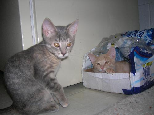 kittens, cats, furry felines, pets, animals, furry - kittens, cats, furry felines, pets, animals, furry friends