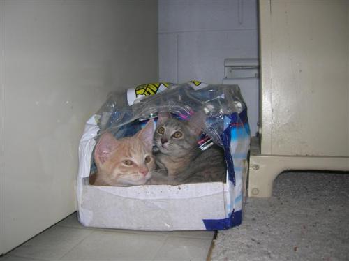 kittens, cats, furry felines, pets, animals, furry - kittens, cats, furry felines, pets, animals, furry friends