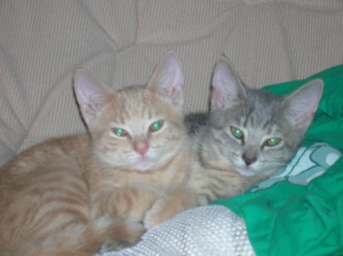 kittens, cats, furry felines, pets, animals, furry - kittens, cats, furry felines, pets, animals, furry friends
