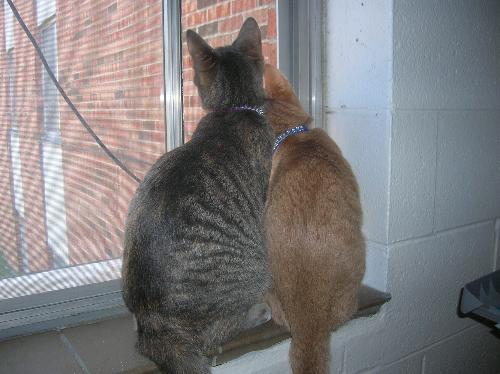 kittens, cats, furry felines, pets, animals, furry - kittens, cats, furry felines, pets, animals, furry friends