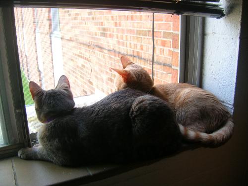 kittens, cats, furry felines, pets, animals, furry - kittens, cats, furry felines, pets, animals, furry friends