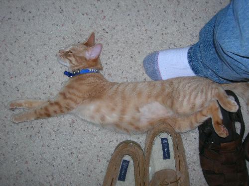 kittens, cats, furry felines, pets, animals, furry - kittens, cats, furry felines, pets, animals, furry friends