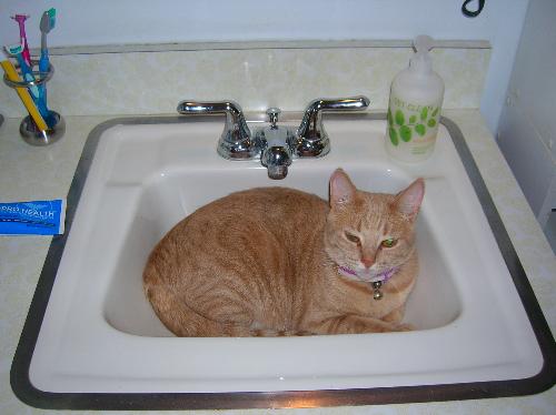 kittens, cats, furry felines, pets, animals, furry - kittens, cats, furry felines, pets, animals, furry friends