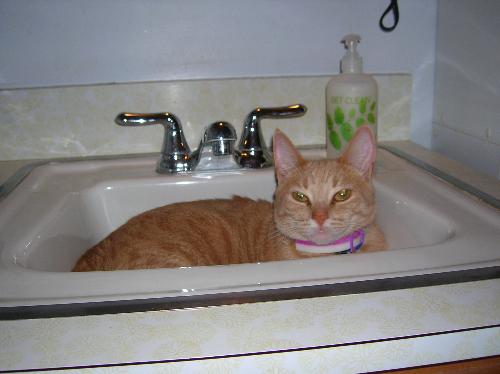 kittens, cats, furry felines, pets, animals, furry - kittens, cats, furry felines, pets, animals, furry friends