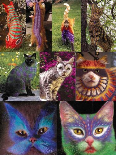 colored cats - I gather these images in one image so you can see it all.