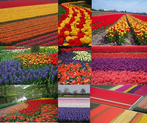 Tulips fields in Holland it is so cute - I have collect some images for these wonderful tulips fields in Holland and gather it with one image, so you can see it all in one.
