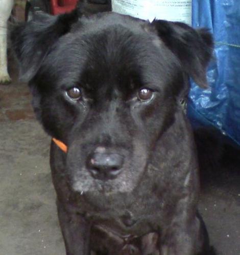 Bowser - This is my dog, Bowser. He was a rescue dog, so we aren't sure how much chow he has in him. His tongue is completely black, though, so the vet feels he has a lot of chow in him.