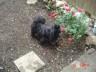 Gomez - My dog loves htis rose bush he looks like he is smelling the flowers
