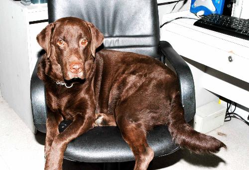 Dog Labrador - Rickland is a chocolate labrador.He loves playing with my things.