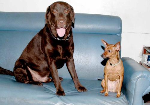 Breed doesn't matter. - I love this picture of my two dogs.They actually grew up together.Yes they are best of friends.