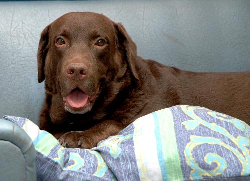 Labrador Rick - I'm looking for the right female dog for my dog Rick. He is a pure breed labrador retriever.champ line.very smart and loyal.