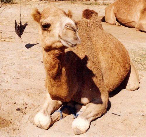 Camel smiled at me - Cute camel smiled at me at the dessert. Just couldn't take it home with me.