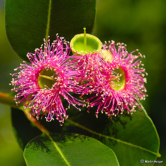 flowers - good flowers