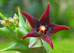 flower - red star