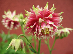 flowers - beautiful flowers