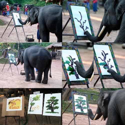 Elephant's drawing - I just collect some photos for the show that they do in Thailand for the tourists, it is so cute when they can teach the Elephants to do that.