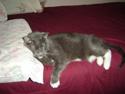 Cloey, Our Cat - Gotta love my cat. She hogs my pillow so there isn't much room to lay my old head and rest.
