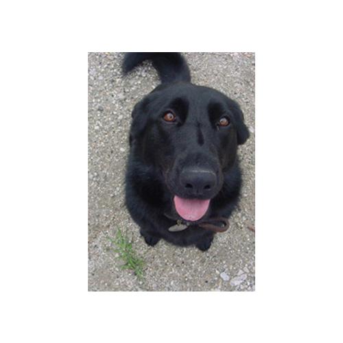 Chloe - My beautiful black German Shepherd. The most intelligent dog I have ever owned. She is constantly learnning, by watching me and then doing what I do. It is truly amazing.