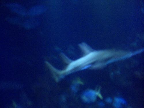one of the monsters of the deep - the kids have travelled with us around the world, yet a trip to the deep in Hull really excited them. They got a great thrill out of coming face to face with this guy  blessed be