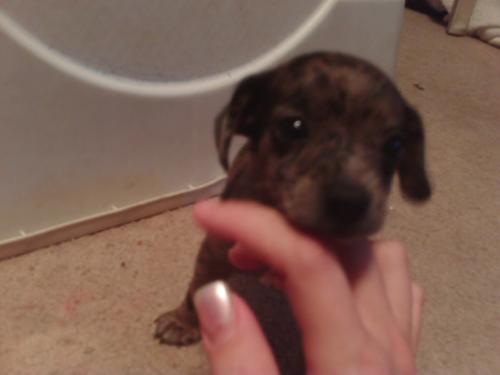 Princess - This is my new puppy. 