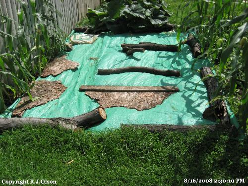 New Sweet Corn Area Next Year - Set this oput to kill off the area for a future garden plt New Sweet Corn Area Next Year - Set this oput to kill off the area for a future garden plt