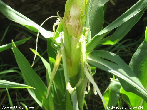 Critter damage - Sweet corn destroyed by some little short critters here in Minnesota. Critter damage - Sweet corn destroyed by some little short critters here in Minnesota.
