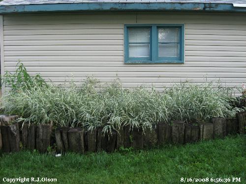 My Wild Native Grass - Minnesotan native wild grass of some sort My Wild Native Grass - Minnesotan native wild grass of some sort