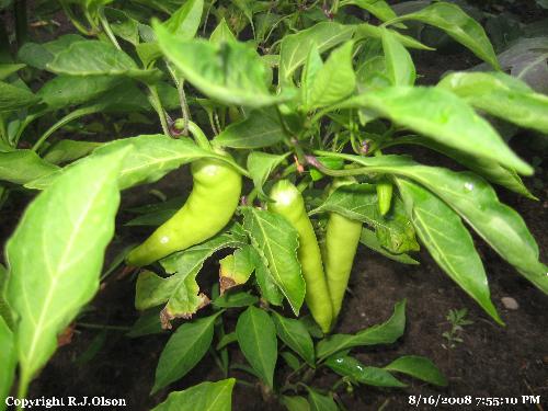 Banana peppers - Looking great and tasting even greater.
From my garden in Minnesota.