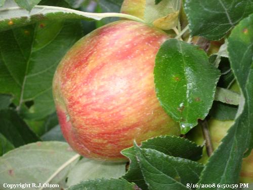 Haralred Apple - Getting ripe way early this year here in Minnesota