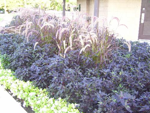 A planting of ornamental peppers - These dark plants that look very purple are really ornamental peppers. The fruit on them looks like little black marbles. They did well this year. This is at one of our parks.