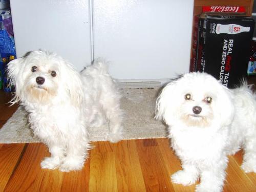 My Maltese babies: Penny and Lilly - Lady Penelope and Lady Lillith, a.k.a. Penny and Lilly, a.k.a. Pretty Girl and Cutie Pie.