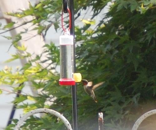 hummingbird - one of the hummingbirds that comes to our feeder