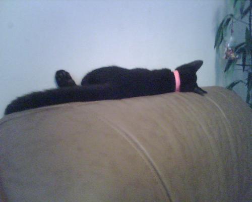 Sleeping - Shh, he's sleeping~