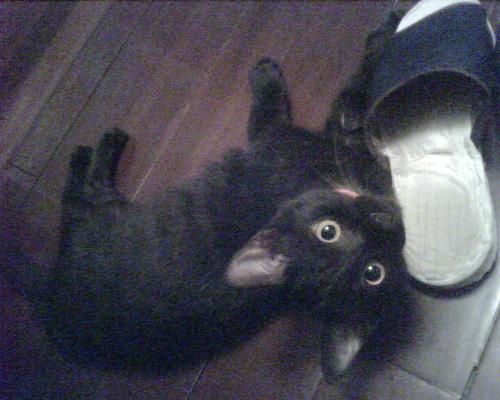 what's that? - what's that? Curious about sth?