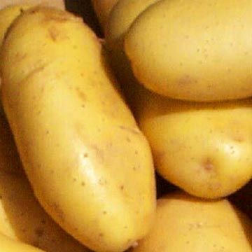 potatoes - potatoes a very common delicacy in indian food.