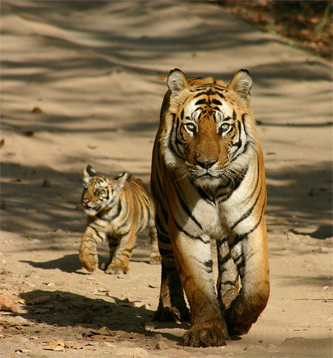 Tiger walk with cub - celebration of new life!