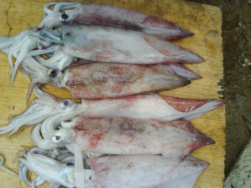 Squid - display in market