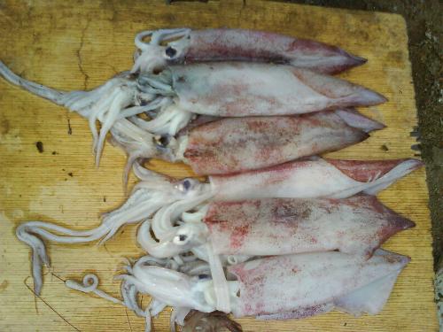 squids - in market