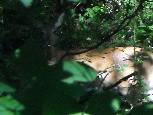 I can see you! Can you see me? - I saw this deer this morning while I was walking at the park. It was across the creek from me and I watched it for about 15 minutes. I've not been this close to a deer in a very long time.