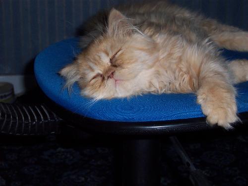 my cat sleeping on my chair - this is my cat ruby, asleep on my computer chair lol