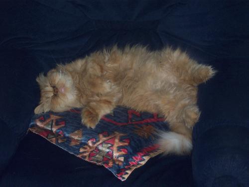my cute cat - sleeping on the chair looking too cute :)