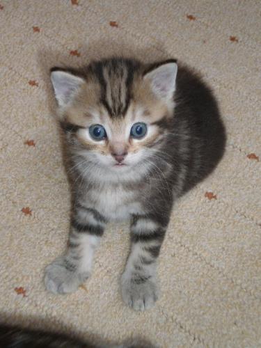 Kitten we might also get - Cute huh? :)