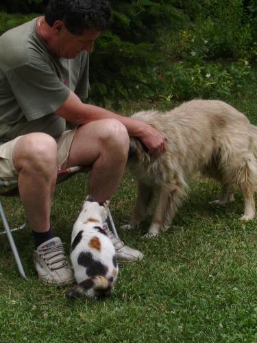 My inlaw with one of his dog and one cat - My inlaw with one of his dog and one cat this July at my girlfriend's parent's house.