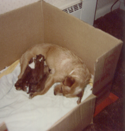 dogs, puppies, animals pets, furry canines, furry  - dogs, puppies, animals pets, furry canines, furry friends, Alli