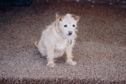 dogs, puppies, animals pets, furry canines, furry  - dogs, puppies, animals pets, furry canines, furry friends, Alli